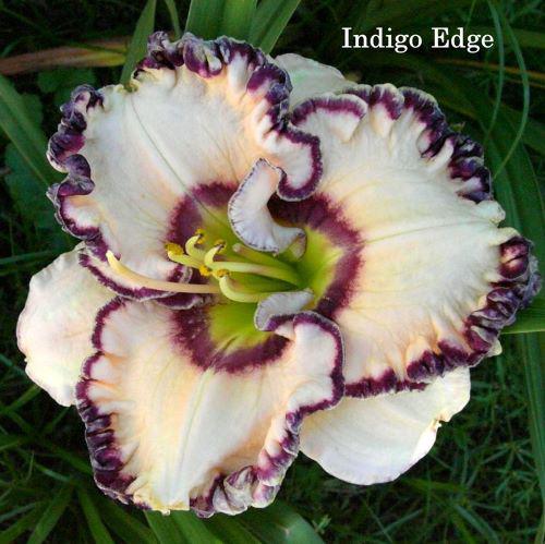 NICE INDIGO